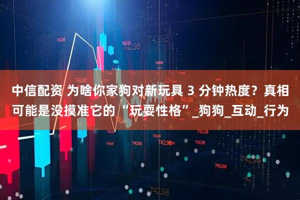 中信配资 为啥你家狗对新玩具 3 分钟热度？真相可能是没摸准它的 “玩耍性格”_狗狗_互动_行为